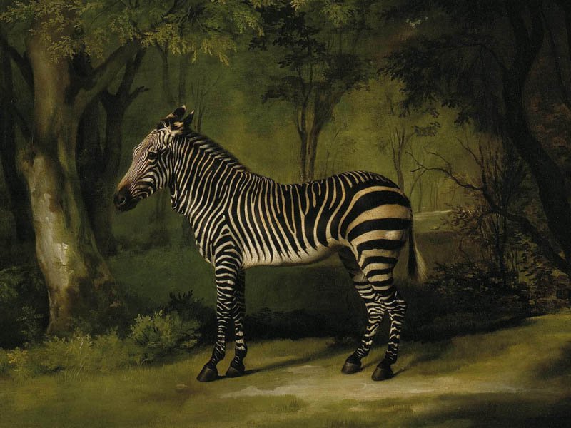 George Stubbs, Zebra, 1763 (Yale Center for British Art)